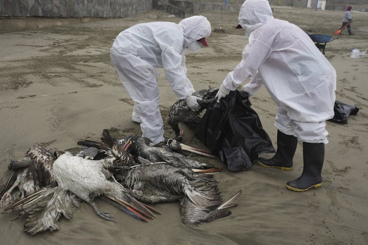 Pessoas em roupas de proteção recolhendo pelicanos mortos em uma praia